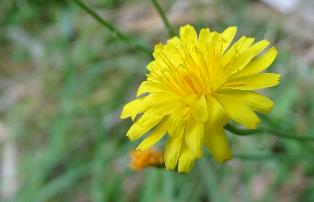 gelbe Blume.jpg