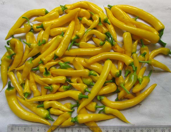 Gelbe Chili Ernte.jpg