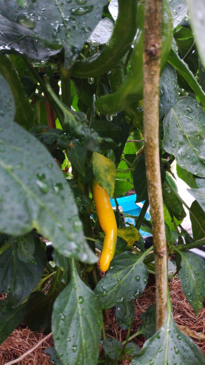 gelbe chili.jpg