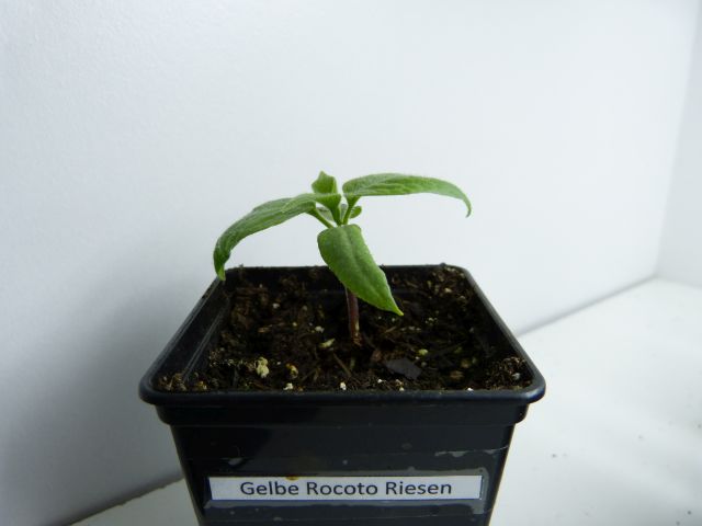 Gelbe Riesen Rocoto.jpg