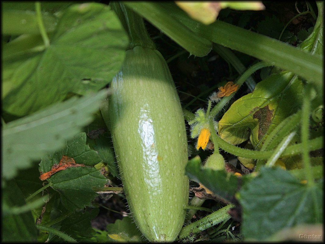 Gelbe Zucchini.JPG