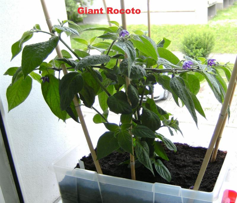 Giant Rocoto 234.JPG