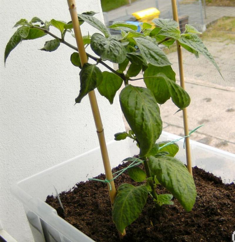 Giant rocoto.jpg