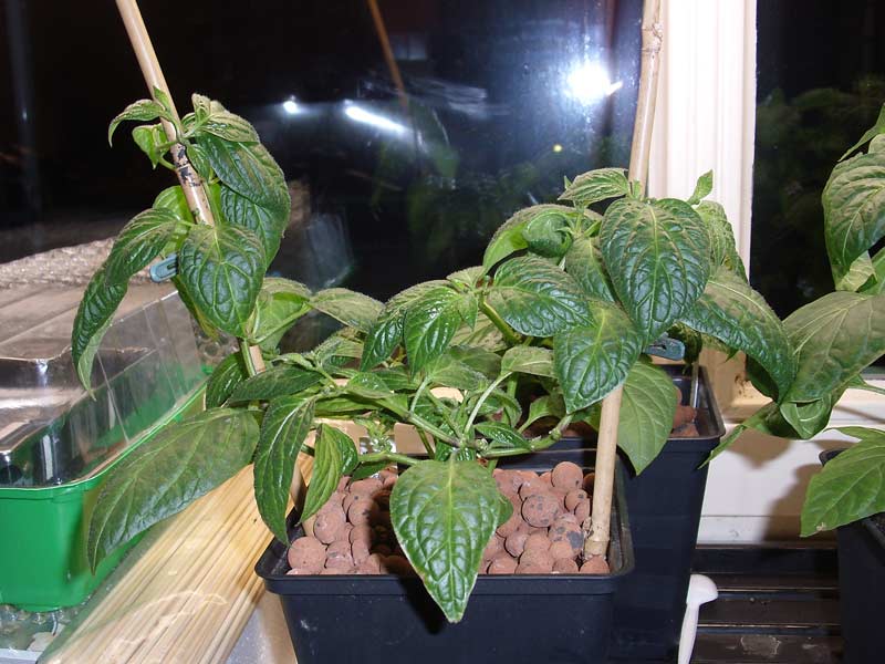 Giant-Rocoto.jpg