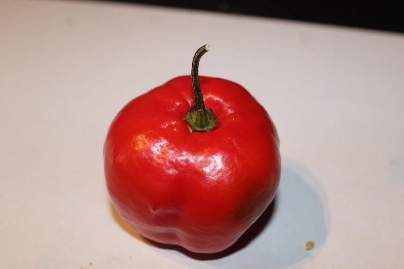 Giant Rocoto.jpg