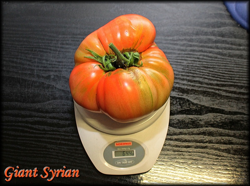 Giant Syrian - Kopie.JPG