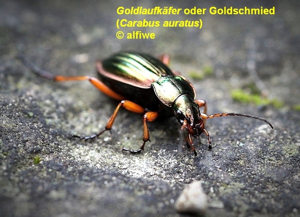 goldlaufkferodergoldsdvjjn.jpg