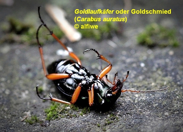 goldlaufkferodergoldslckw8.jpg