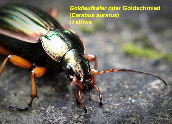 goldlaufkferodergoldsvskq3.jpg