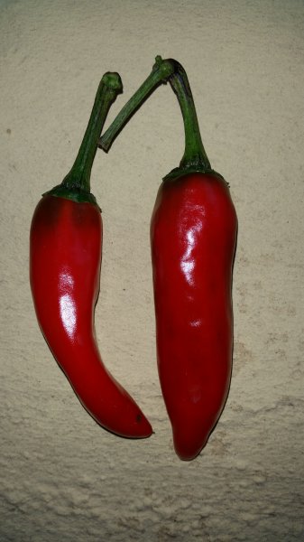 Gorria Chili (2).jpg