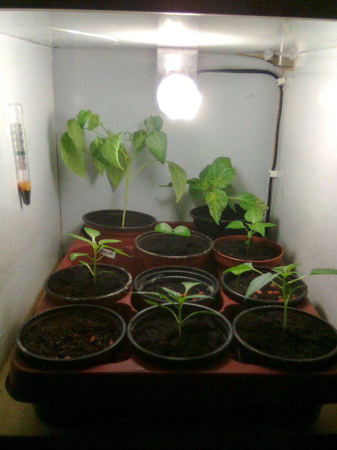 growbox.JPG