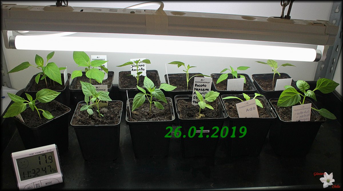 Growbox_26012019.JPG