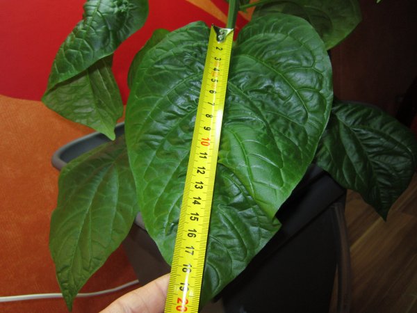 Habanero Blatt 20cm 08.09.2011.jpg