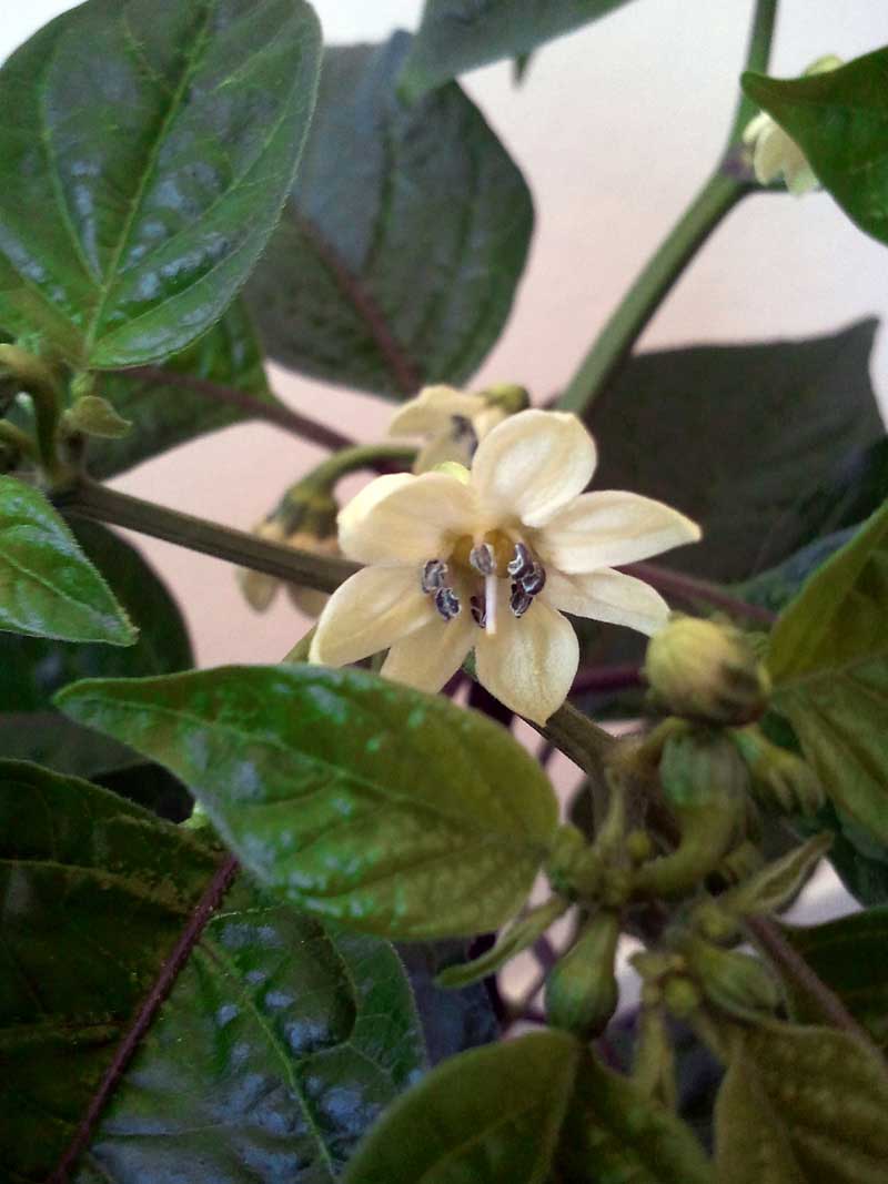 habanero-bluete.jpg