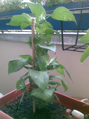 Habanero C.jpg