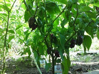 Habanero choco.JPG