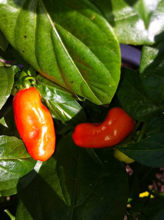 Habanero Close-Up.JPG