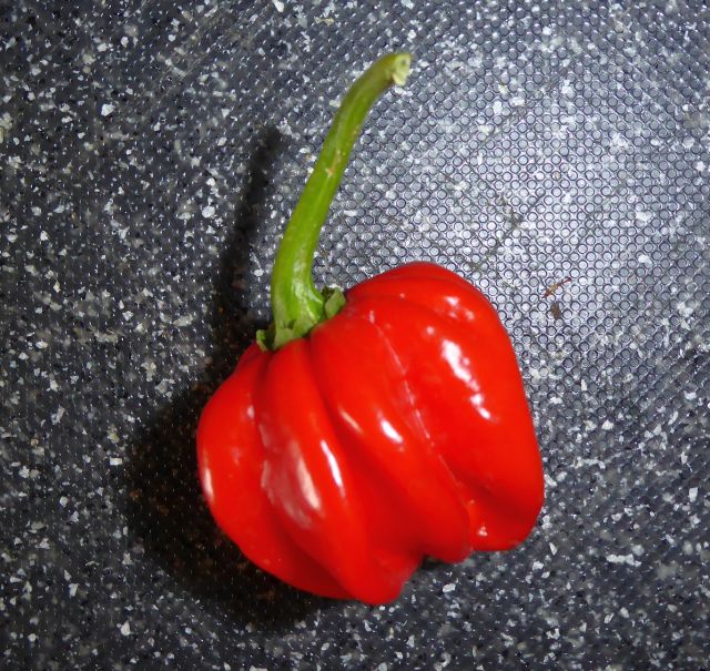 Habanero El Remo.jpg