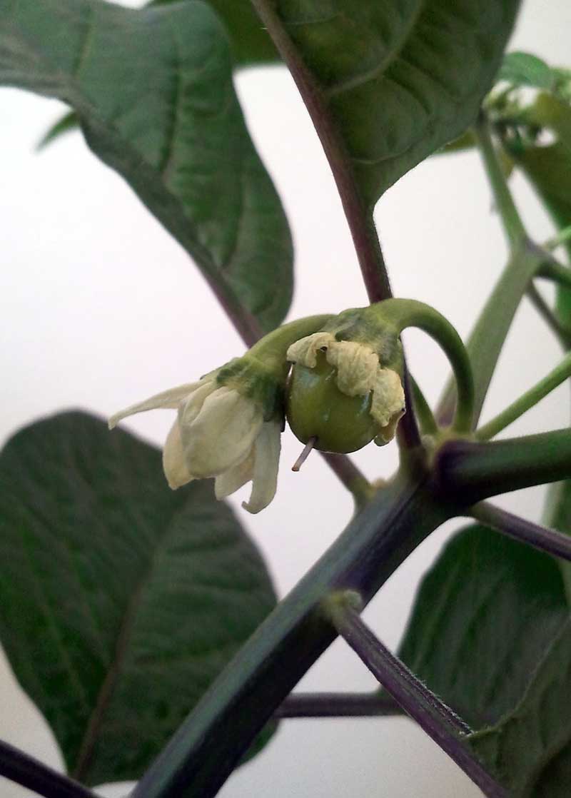 habanero-frucht.jpg
