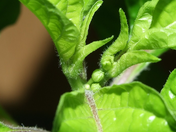 Habanero Galapagos Knospen 08.02.2017.jpg