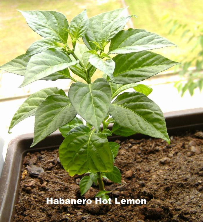 Habanero Hot Lemon 018.JPG