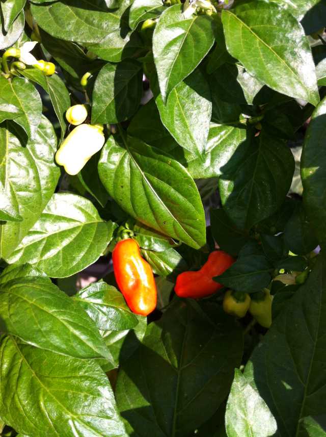 Habanero.JPG