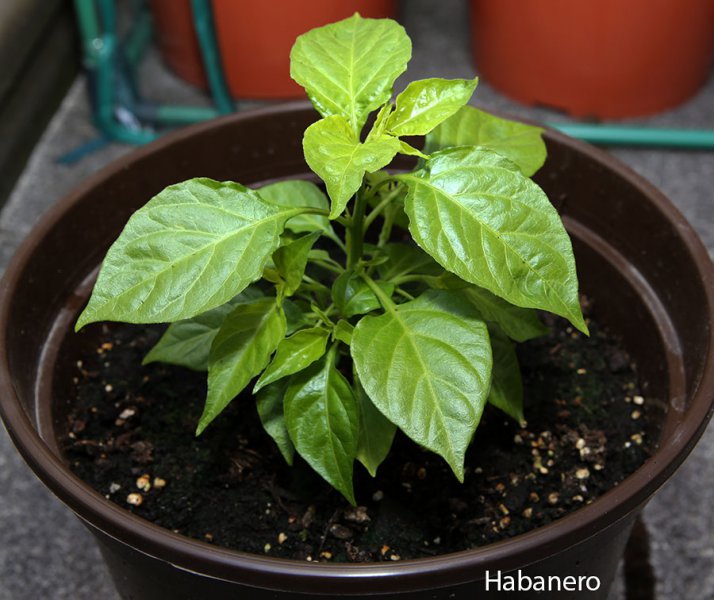 Habanero.jpg