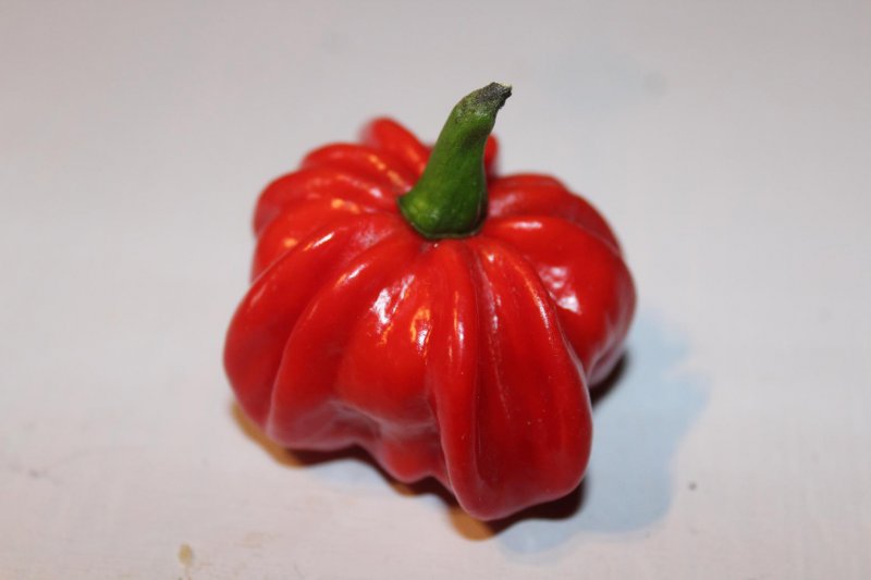 Habanero Kuckuck einzeln.jpg