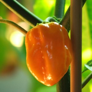 habanero-orange-fruchtgross.jpg
