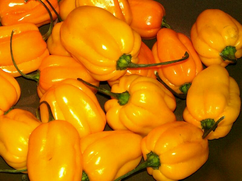 habanero-orange.jpg