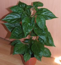 habanero-orange-jungpflanze.jpg