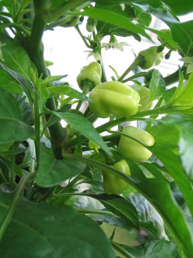 Habanero Peach 2.JPG