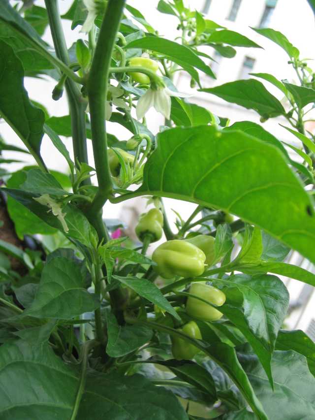 Habanero Peach.JPG