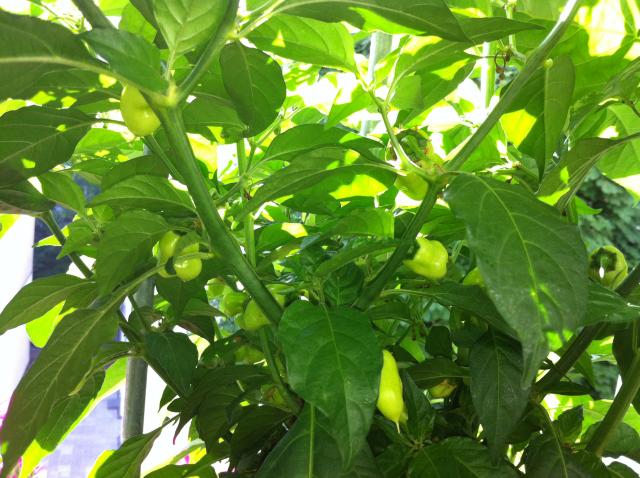 Habanero Peach.jpg