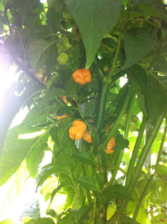 Habanero Peach.JPG