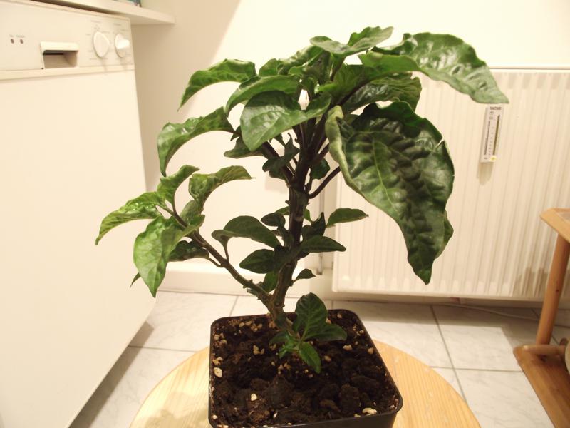 Habanero-Photo1.jpg