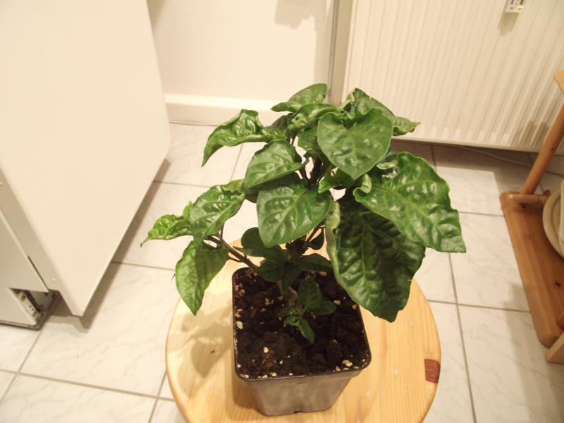 Habanero-Photo2.jpg