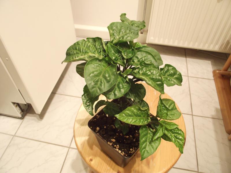 Habanero-Photo3.jpg