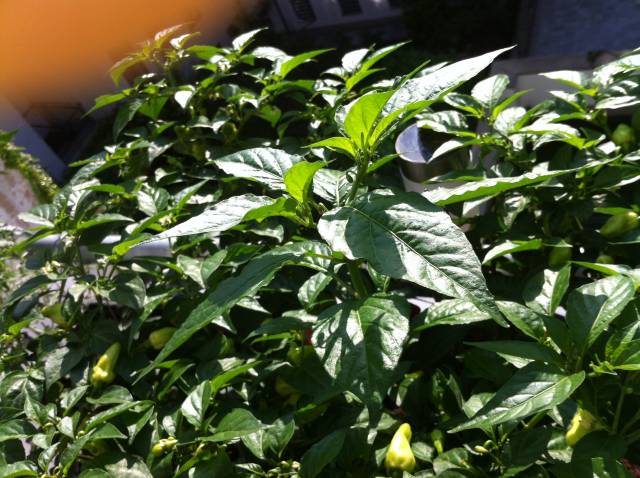 Habanero Red 2.jpg