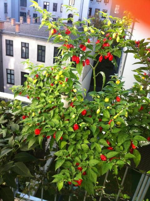 Habanero Red 2.jpg