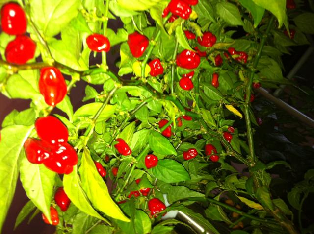 Habanero Red 2.jpg
