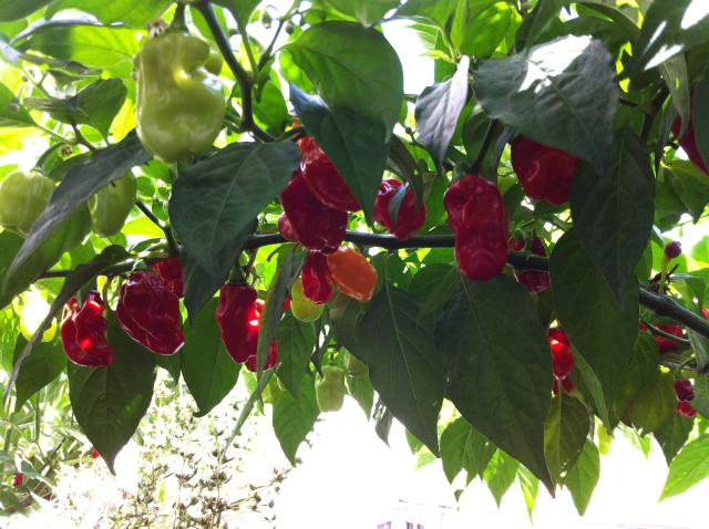 Habanero Red 3.jpg