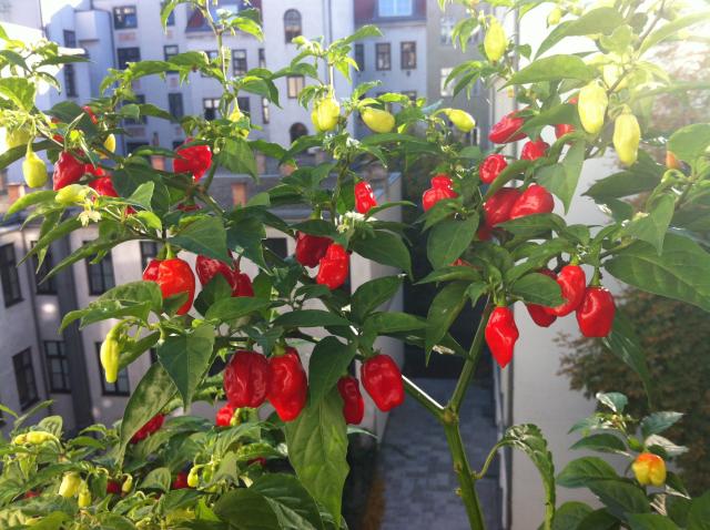 Habanero Red 3.jpg