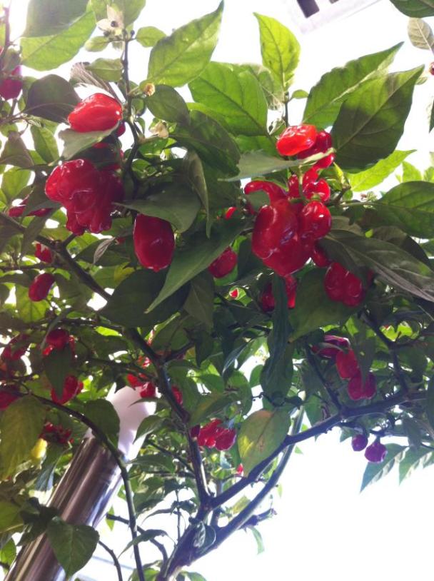 Habanero Red 4.jpg
