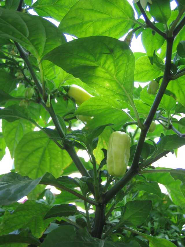 Habanero Red.JPG