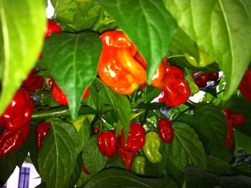 Habanero Red.jpg