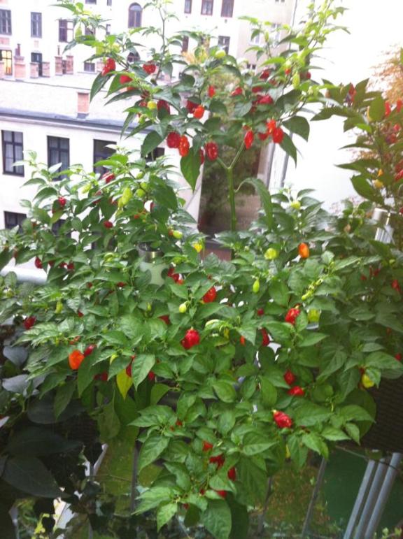 Habanero Red.jpg