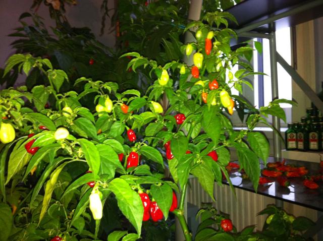 Habanero Red.jpg