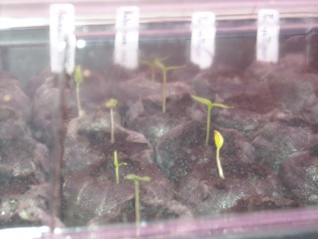 Habanero red Keimlinge web.jpg