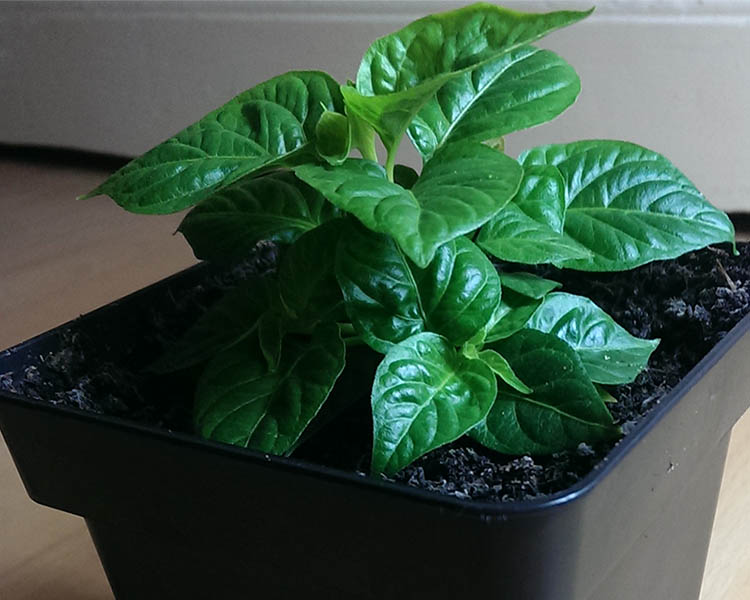 Habanero Red01_23112013.jpg